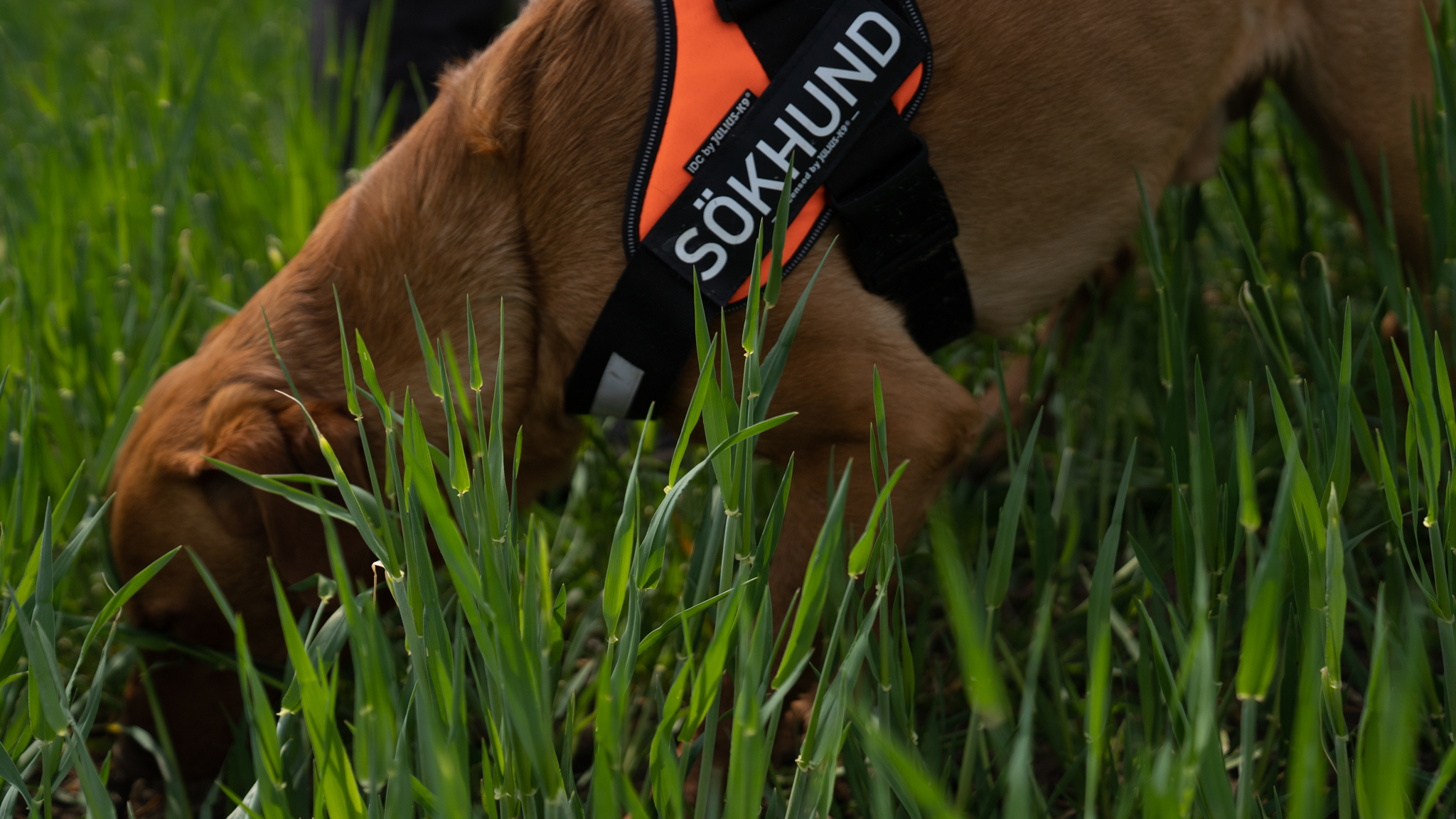 Hund med sele nosar i högt gräs