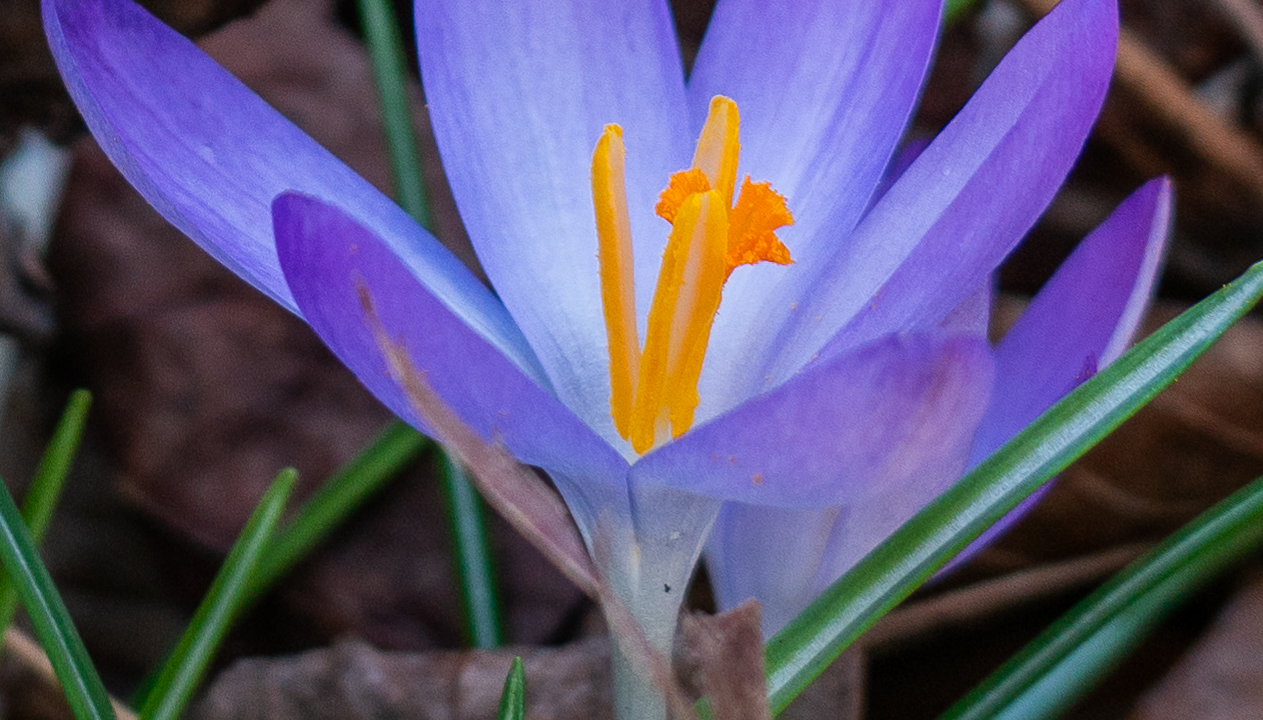 En lila blomma
