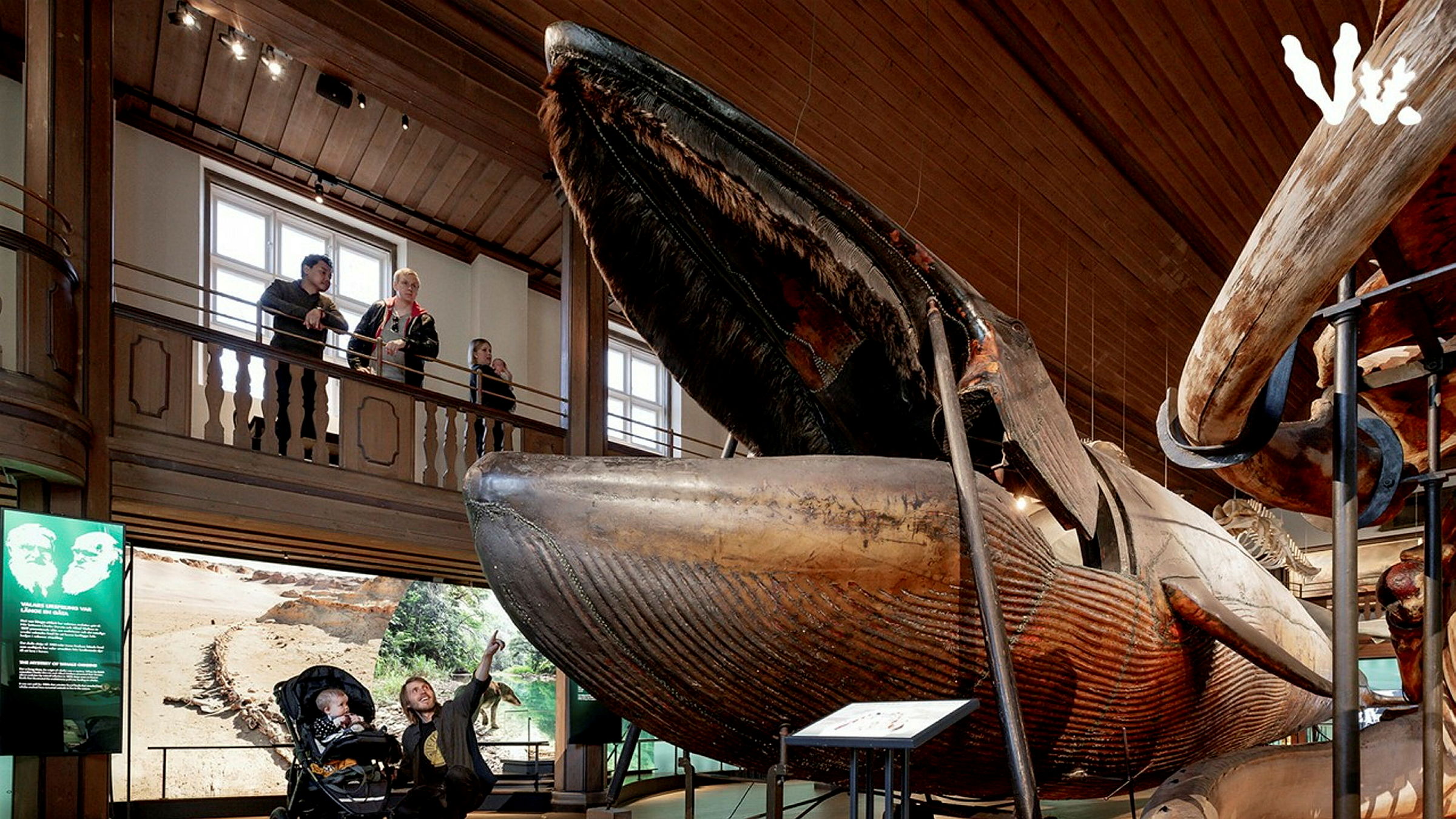 En uppstoppad blåvalsunge står i en museisal med uppst'llt gap, människor tittar förundrat på den