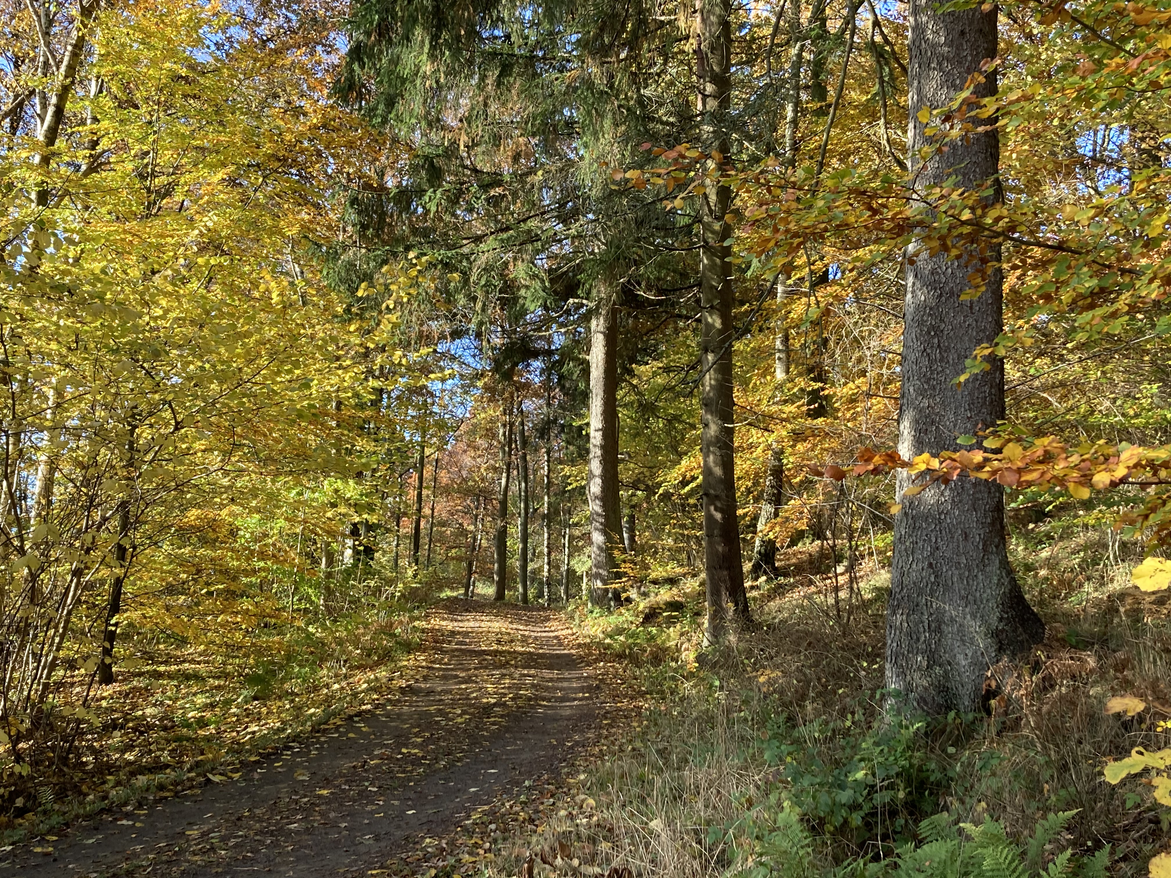 Skog i höstfärger